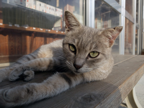 八坂神社の猫