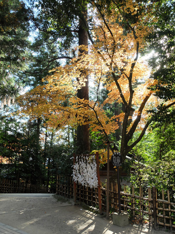 高野槙の後ろ