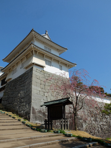 箕輪門と紅枝垂れ桜