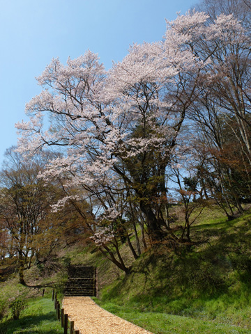 厳かに佇む桜