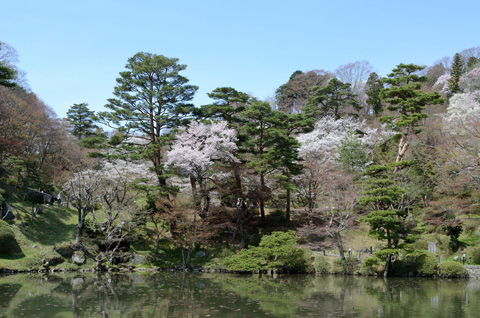 霞ヶ池と桜