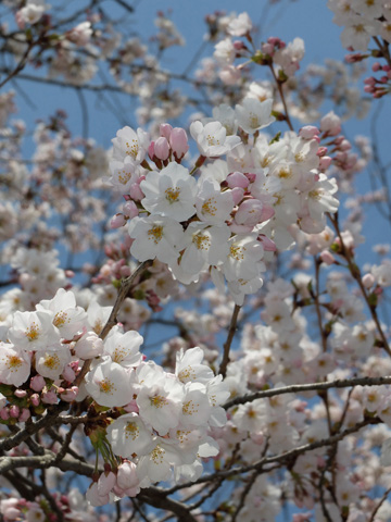 桜アップ