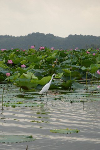 餌取りのチュウサギ